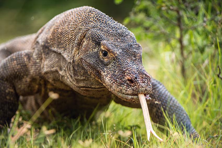 Crociera « zen » a Komodo (4 giorni)